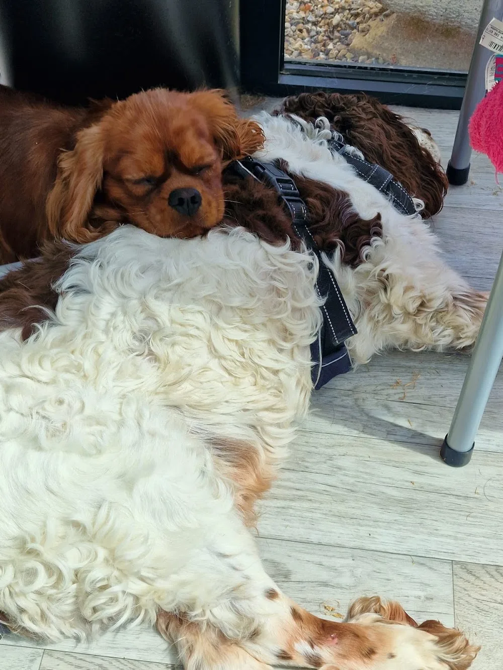 Chez MaNo - Seine-Maritime pet otel görseli 3