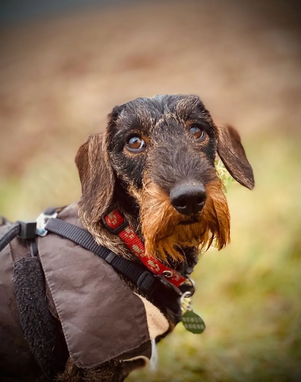 Domaine D’Orphée Forges - Seine-Maritime pet otel görseli 7