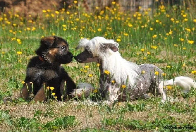 Elevage de la Mailleraye - Little Champs - Pension Canine - Seine-Maritime pet otel