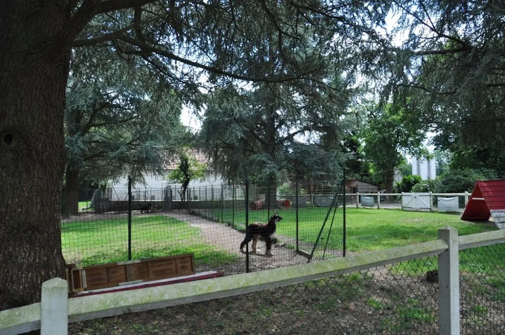 Elevage de la Mailleraye - Little Champs - Pension Canine - Seine-Maritime pet otel görseli 3