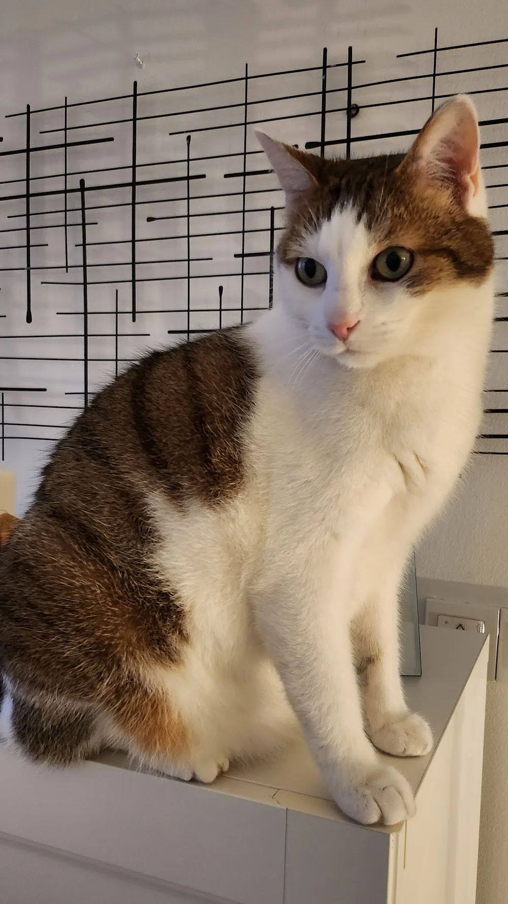 Garde de Chats 76 - Seine-Maritime pet otel