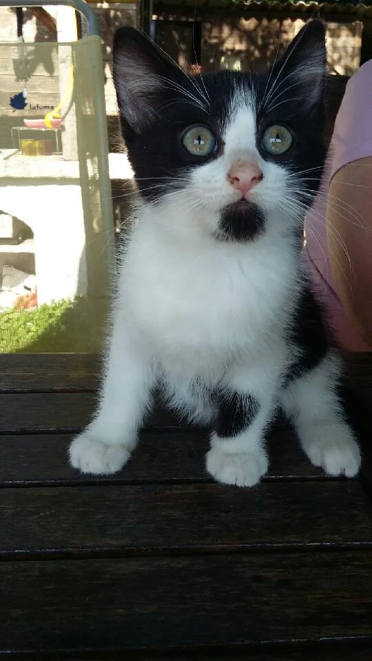 Garde de Chats 76 - Seine-Maritime pet otel görseli 3