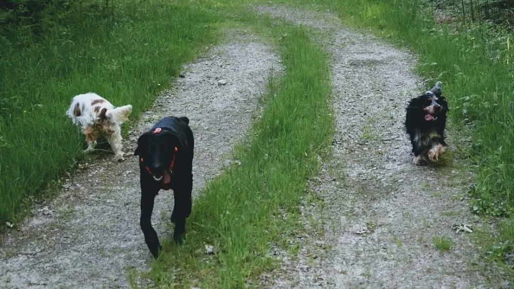 Homo Canis - Seine-Maritime pet otel