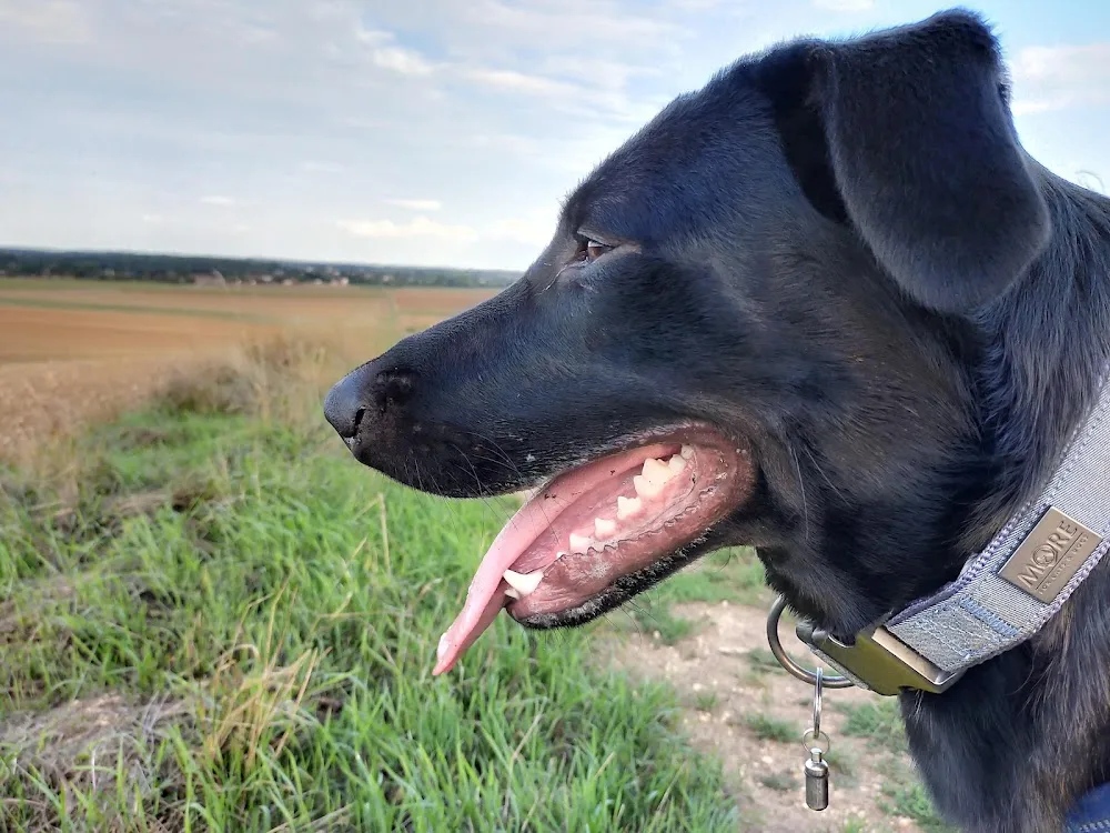 Homo Canis - Seine-Maritime pet otel görseli 3