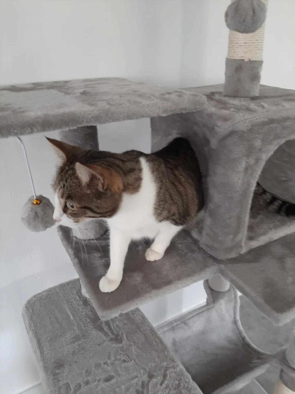 La Patte d'Auré - Pension féline - Pension chats - Seine-Maritime pet otel görseli 3