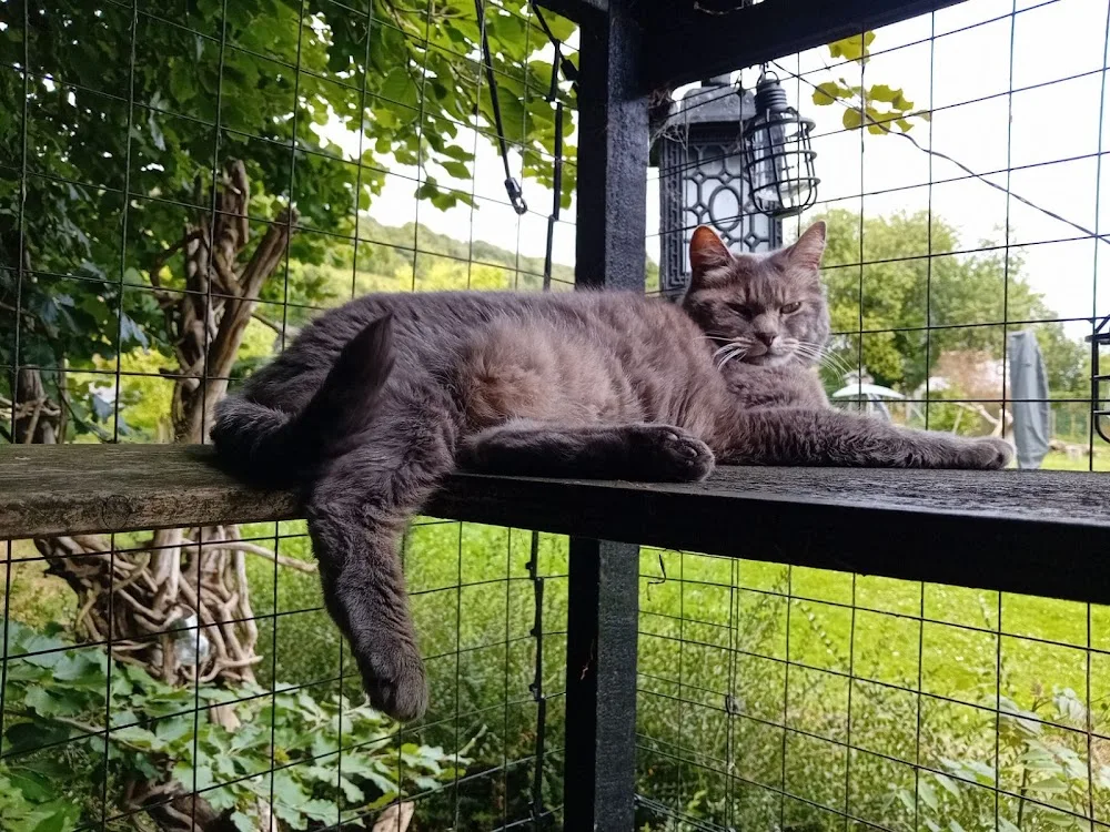 La Ronronnerie du Mesnil - Seine-Maritime pet otel görseli 7