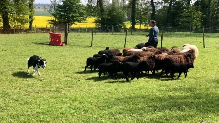 Le Clos des Âmes Vagabondes - Seine-Maritime pet otel görseli 3