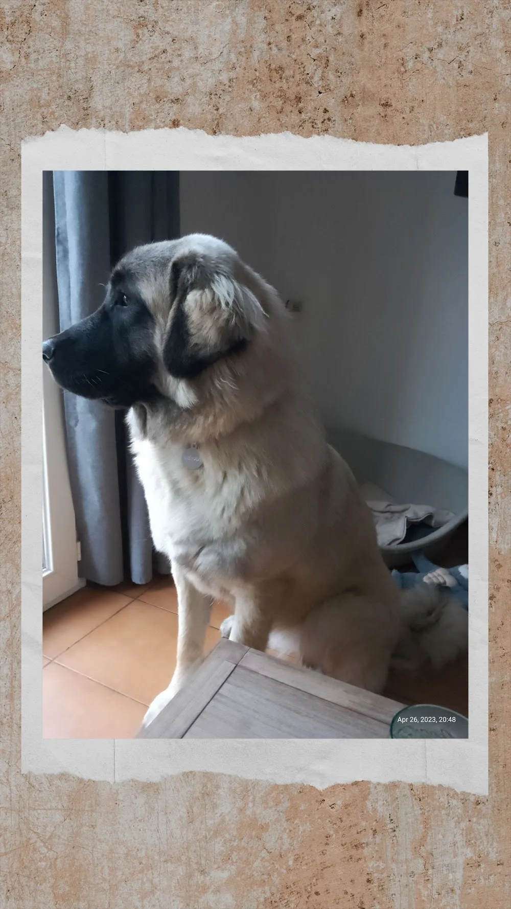 Le domaine d'Orphée - Seine-Maritime pet otel görseli 3