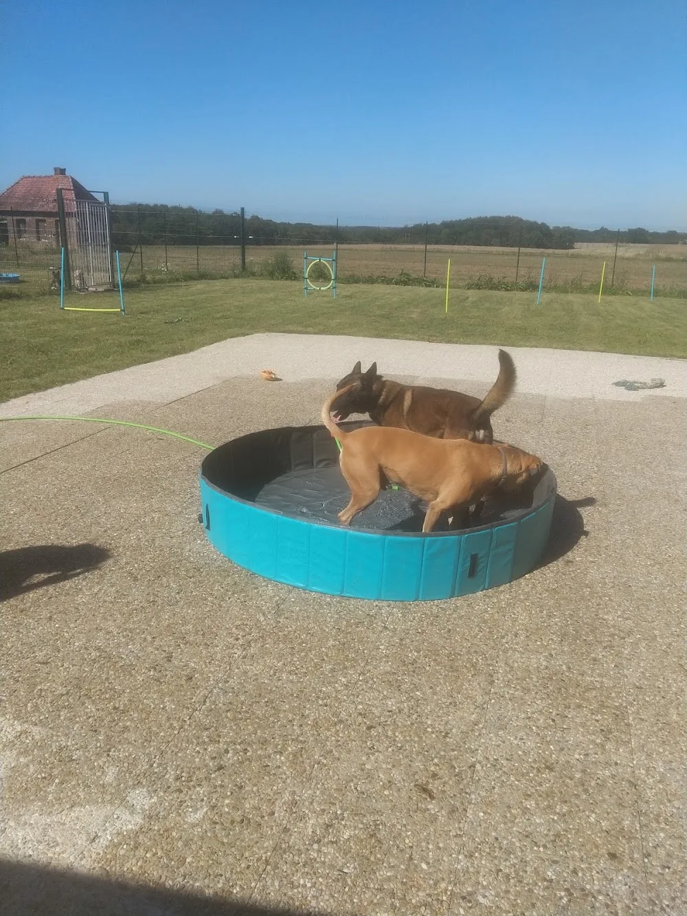 Les toutous de la ventelette - Seine-Maritime pet otel görseli 6