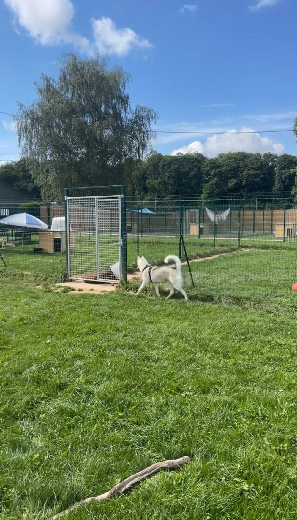 Les toutous de la ventelette - Seine-Maritime pet otel görseli 7