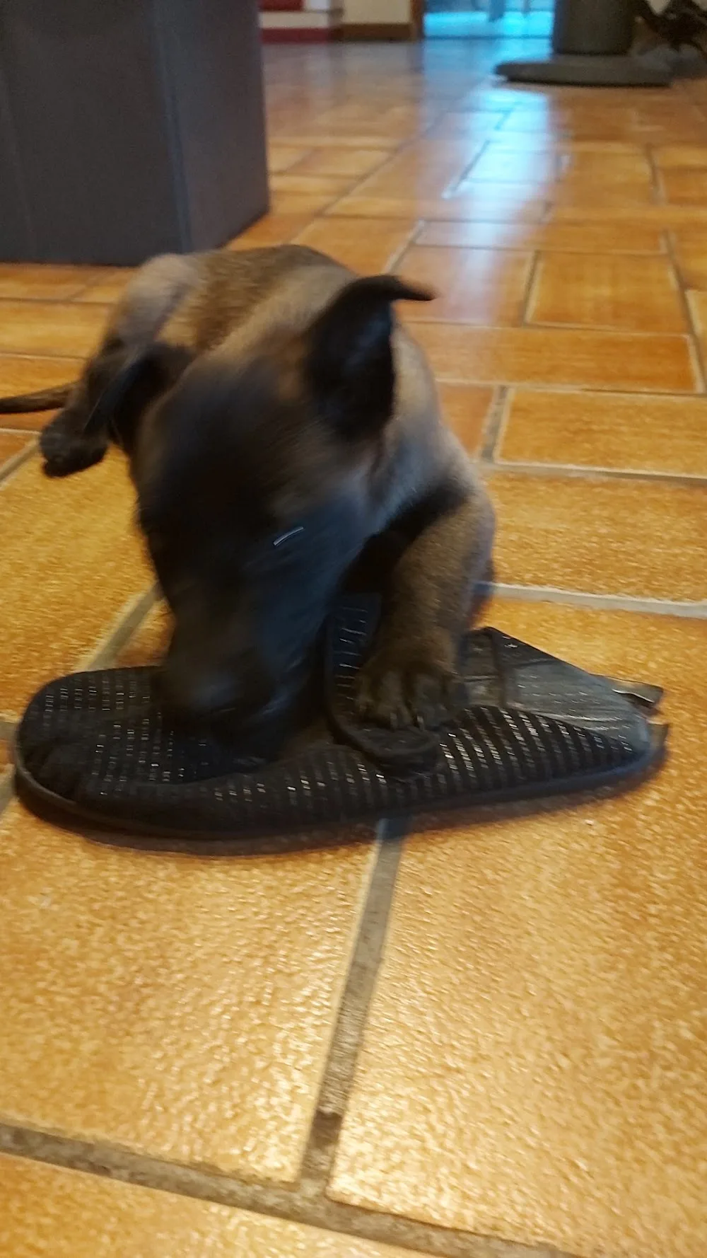 Pension Canine de la Cousinerie - Seine-Maritime pet otel görseli 3