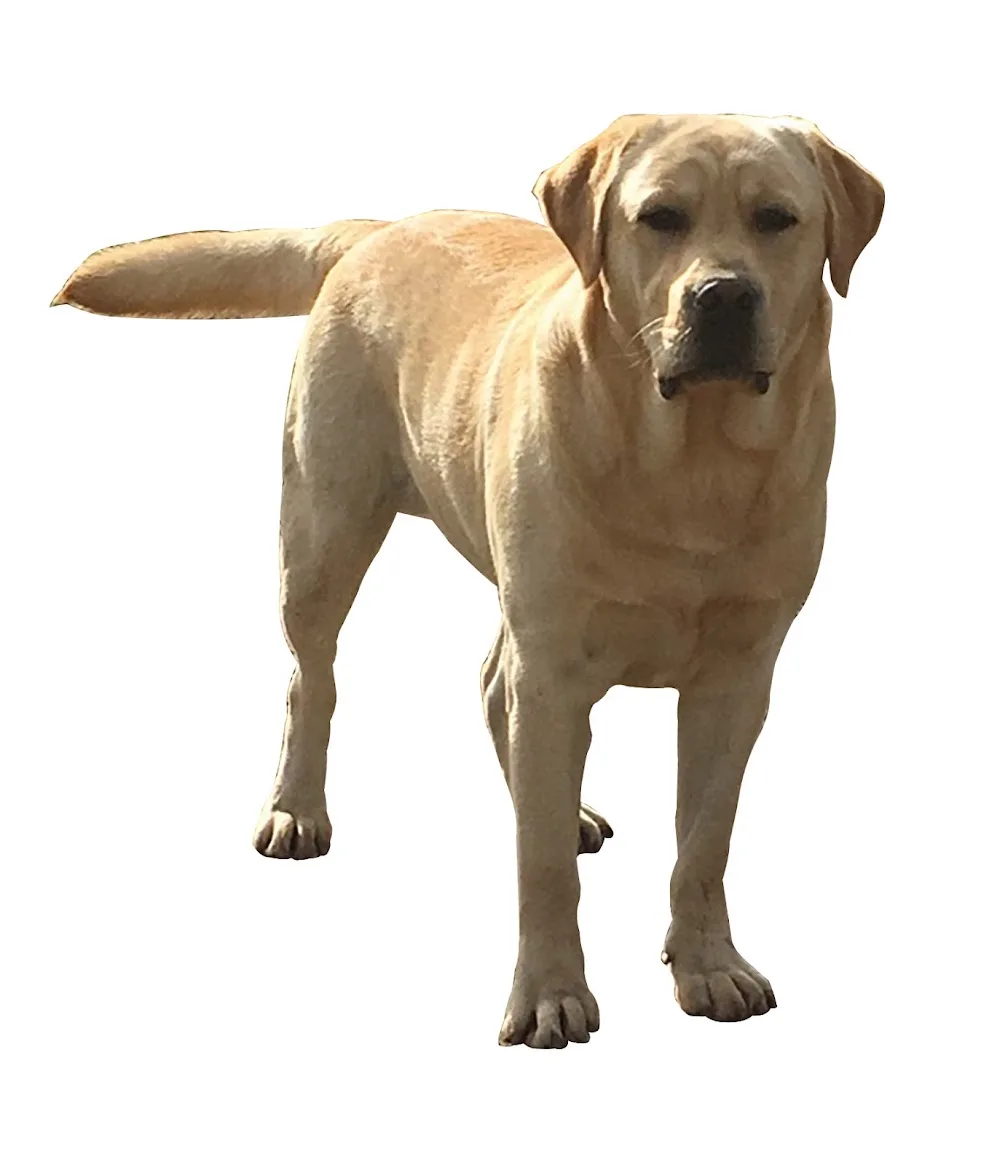 Pension canine de Saint Samson - Seine-Maritime pet otel
