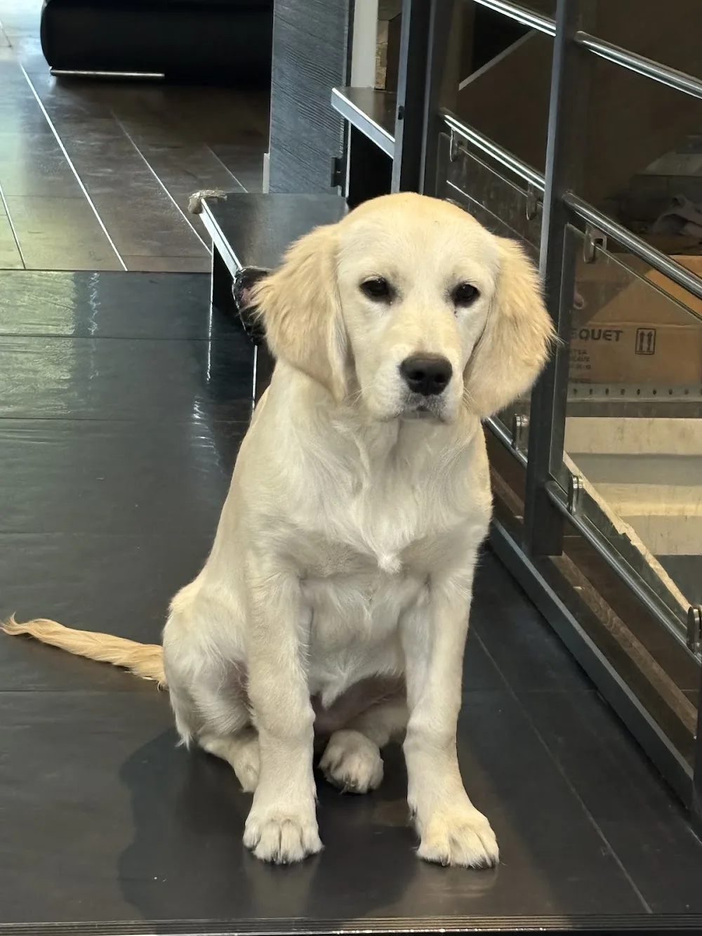 Pension canine de Saint Samson - Seine-Maritime pet otel görseli 3