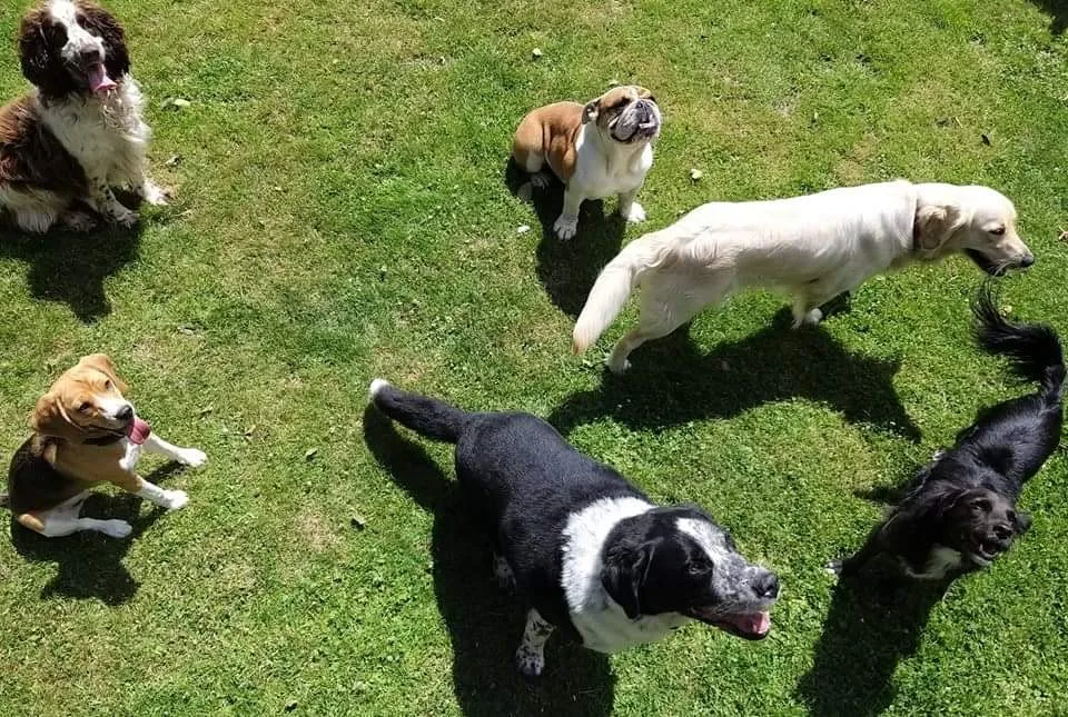 Pension Canine Regliss & Cie - Seine-Maritime pet otel