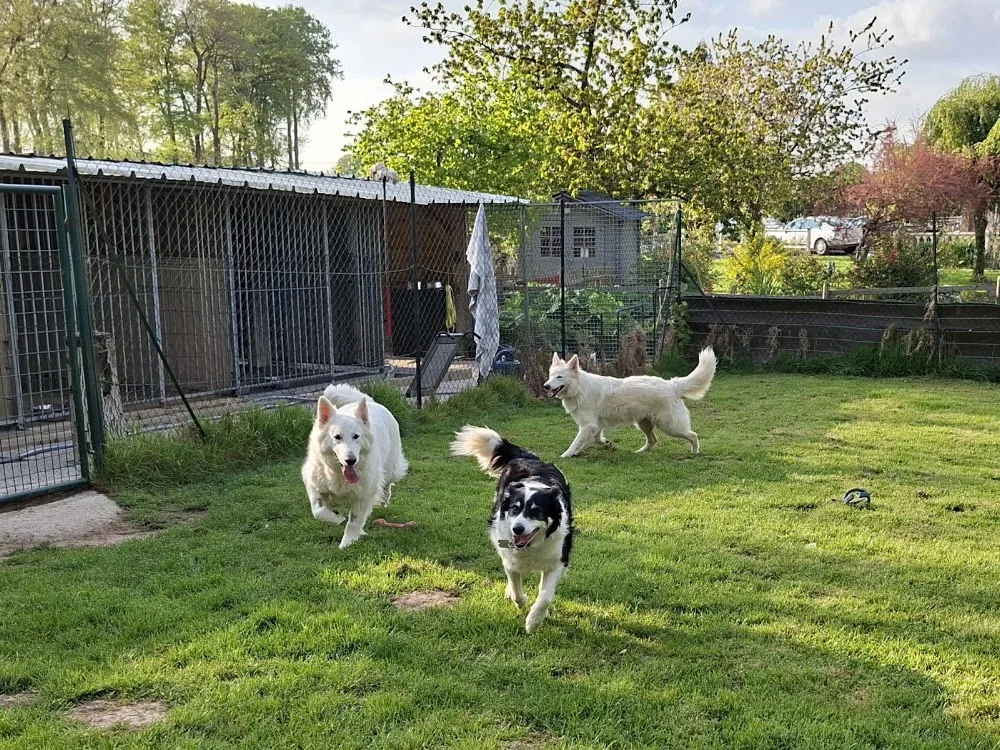 pension Du Domaine Normand - Seine-Maritime pet otel görseli 2