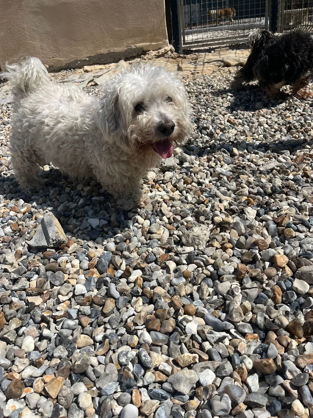 Pension Heladog - Seine-Maritime pet otel