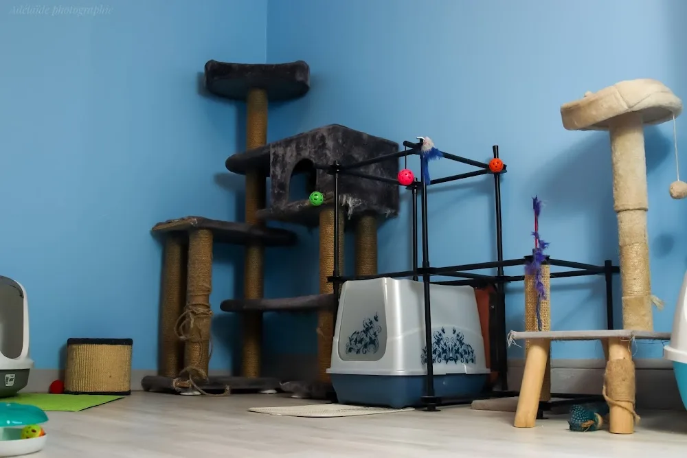 The Pets Family - Seine-Maritime pet otel görseli 3