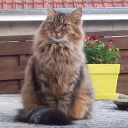 The Pets Family - Seine-Maritime pet otel görseli 5