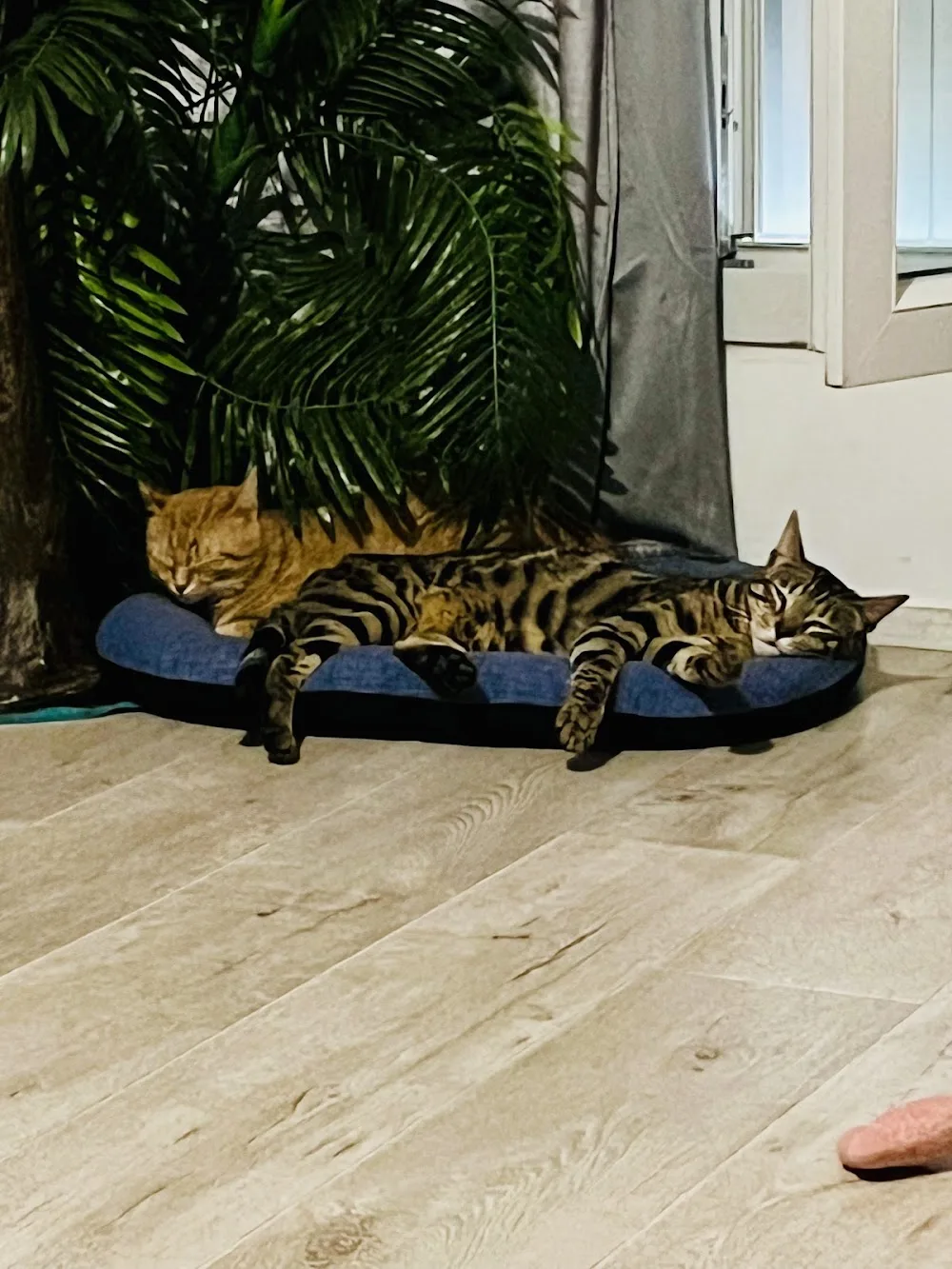 Garde à dom’ pour mon Chat. - Seine-Saint-Denis pet otel