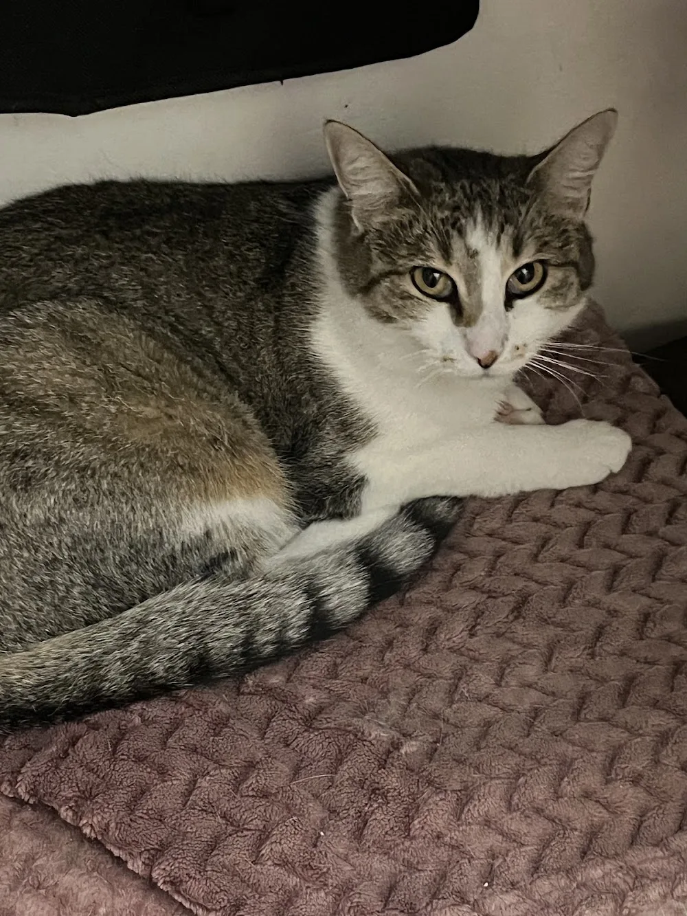 Garde à dom’ pour mon Chat. - Seine-Saint-Denis pet otel görseli 3