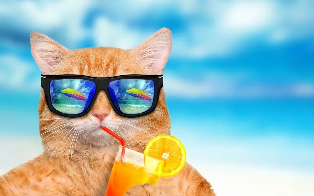 Pension pour chat - Cat Cabana Club Pantin - Seine-Saint-Denis pet otel görseli 3