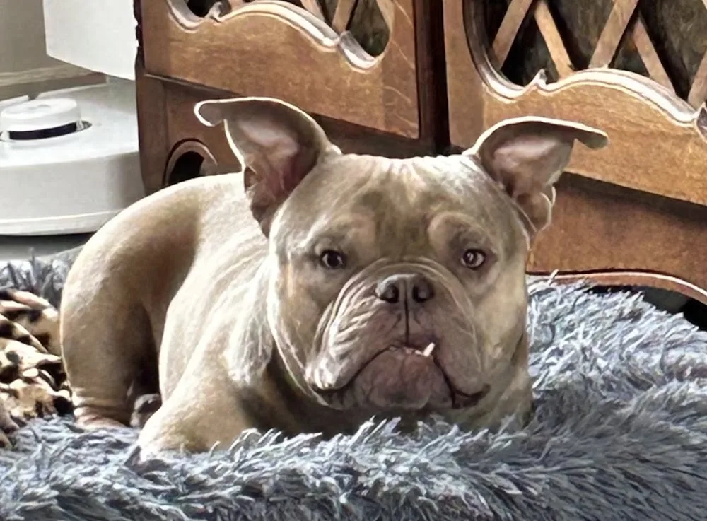 Perfect bull kennel - Seine-Saint-Denis pet otel