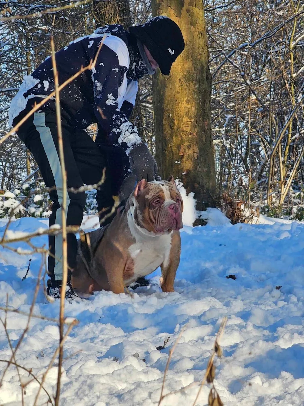 Perfect bull kennel - Seine-Saint-Denis pet otel görseli 3