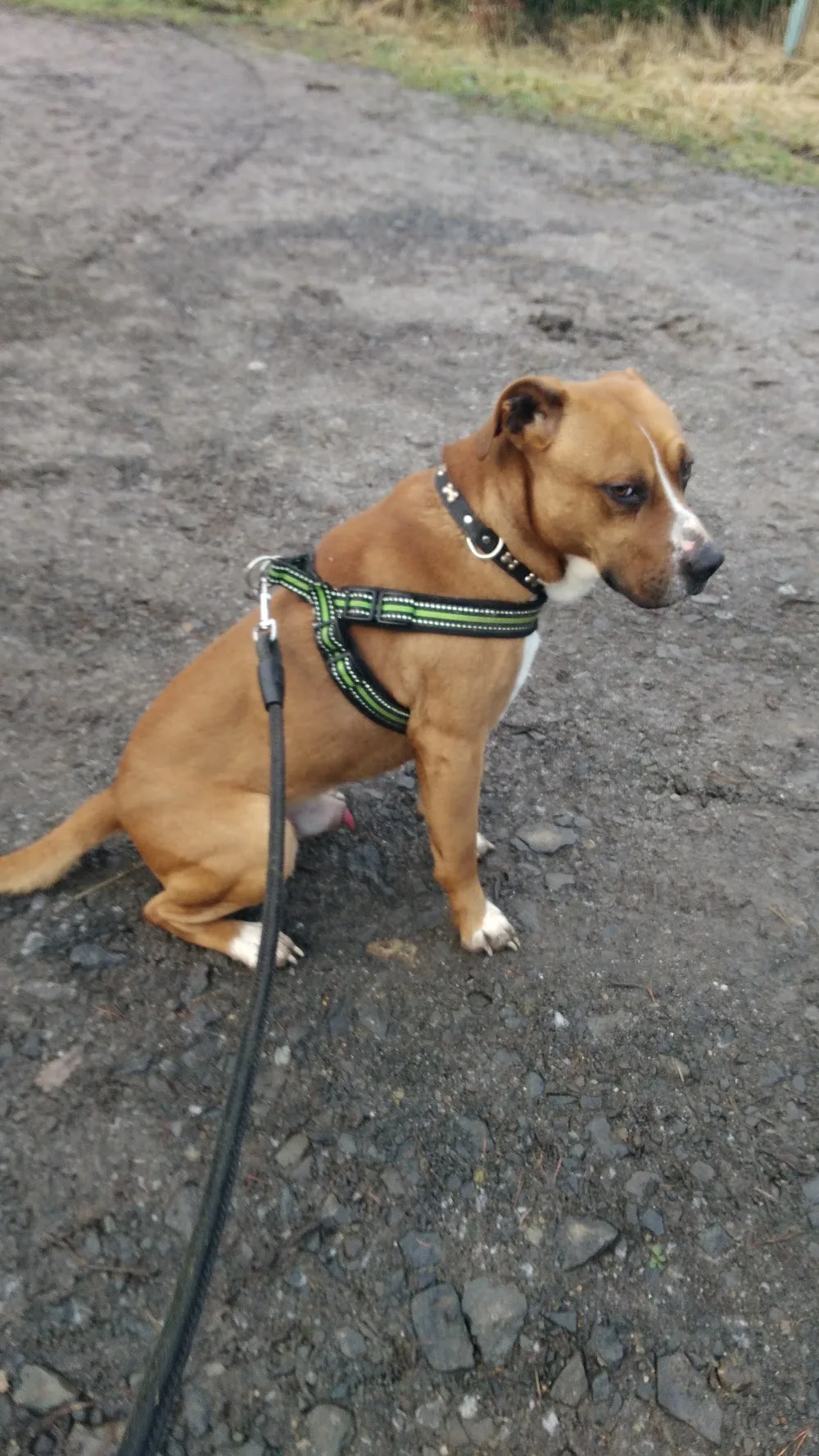 Dog Shelter - Semily pet otel görseli 2