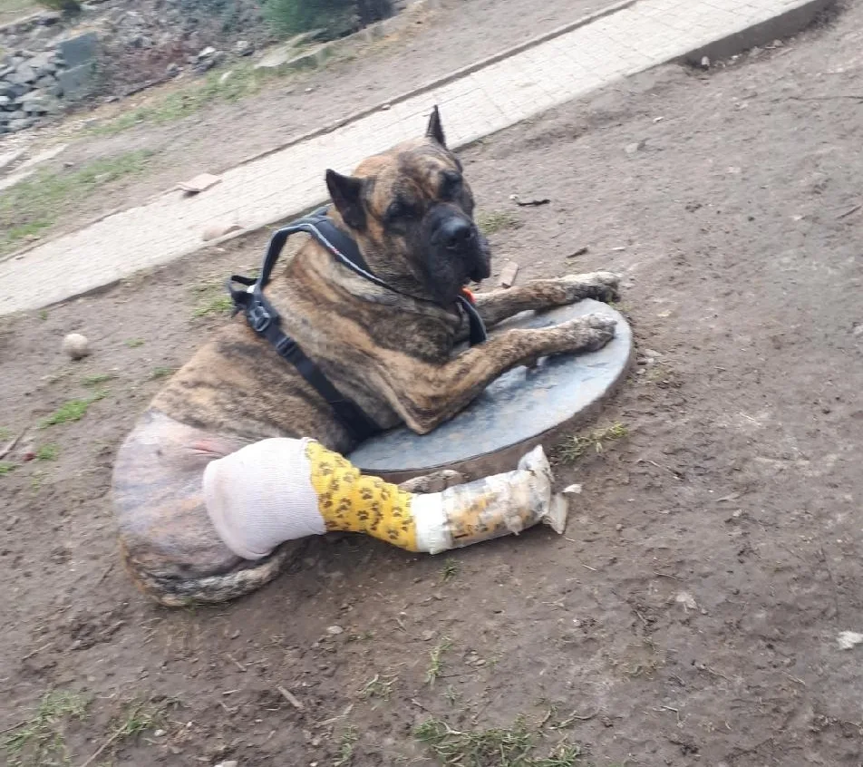 Šťasná Srdíčka - Semily pet otel görseli 3