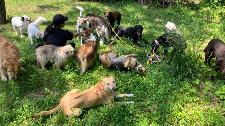 K9 Clubhouse - Seoul pet otel