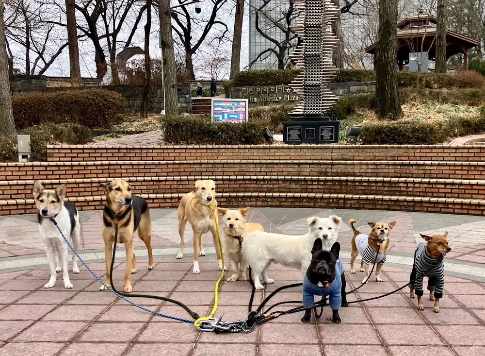 K9 Clubhouse - Seoul pet otel görseli 3