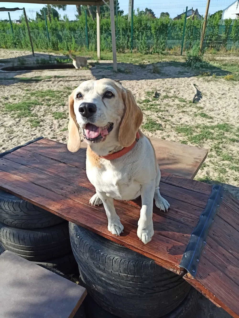 101 Hotel Canino - Setúbal pet otel