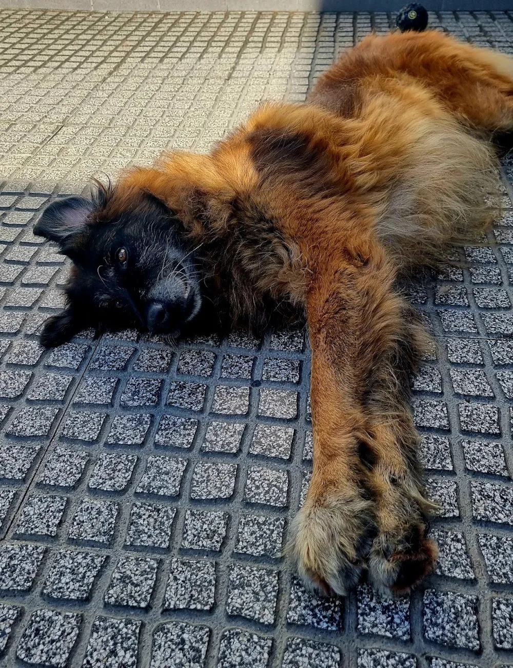 101 Hotel Canino - Setúbal pet otel görseli 3
