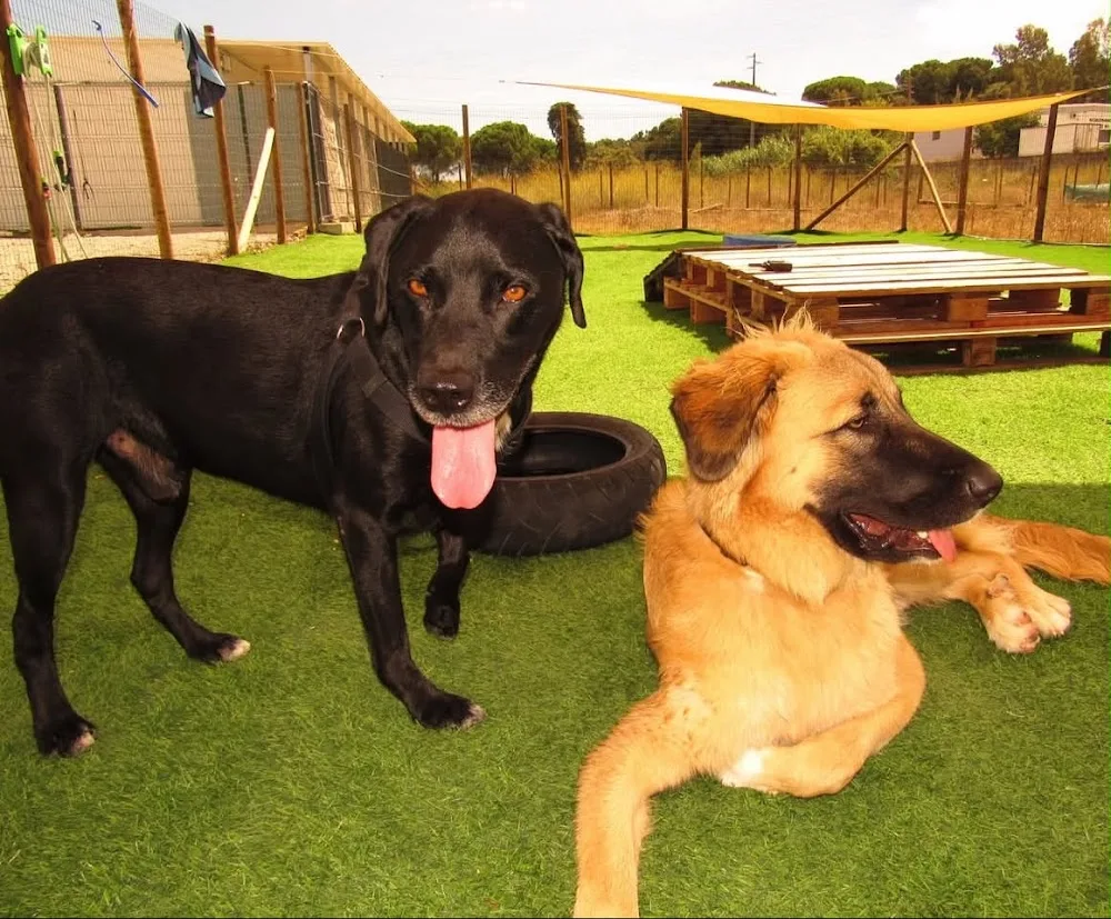 DogVilla PetCare - Setúbal pet otel görseli 3