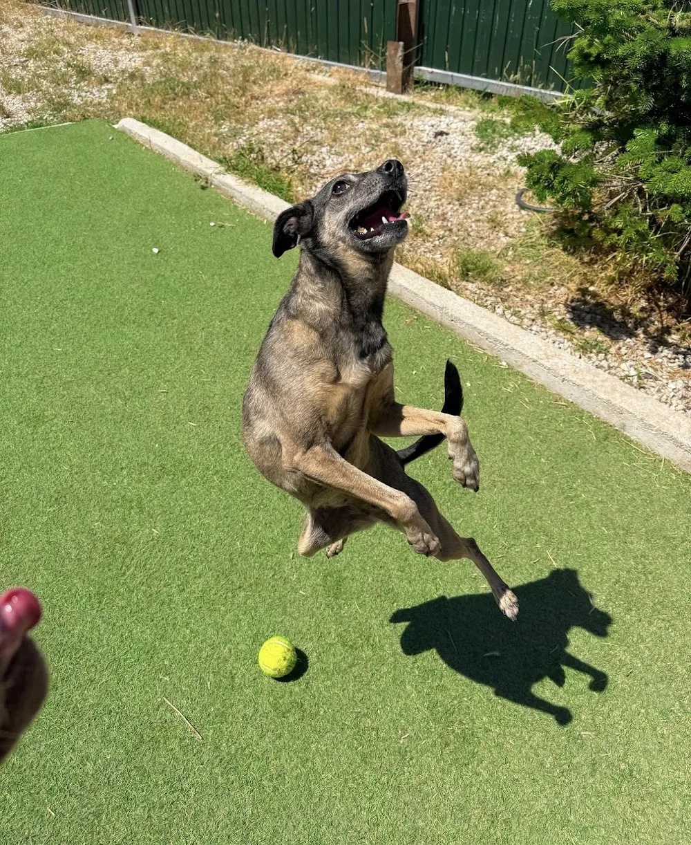 Hotel para Cães e Gatos da Quinta Andorinha - Setúbal - Setúbal pet otel
