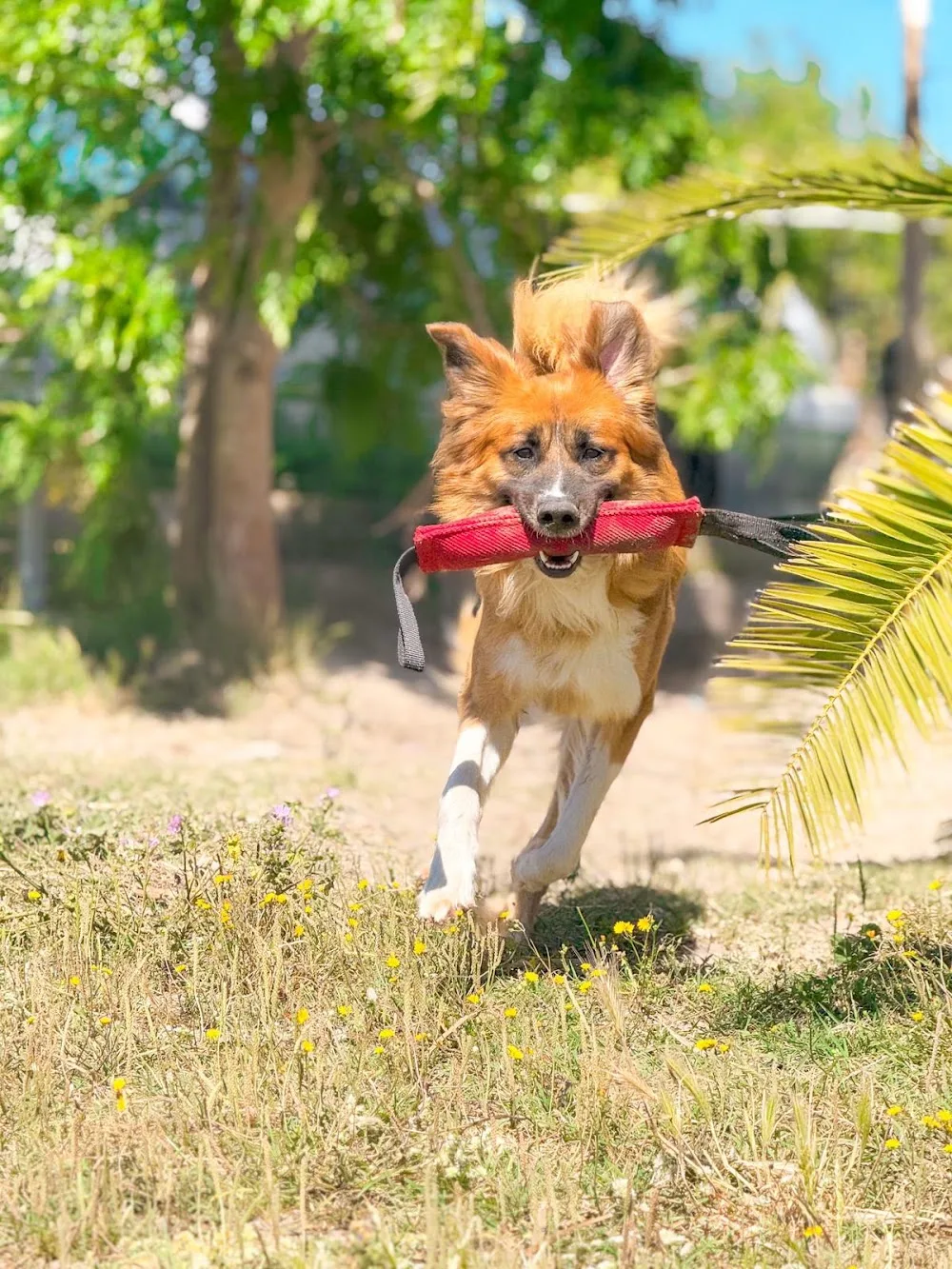 Hotel para Cães e Gatos da Quinta Andorinha - Setúbal - Setúbal pet otel görseli 3