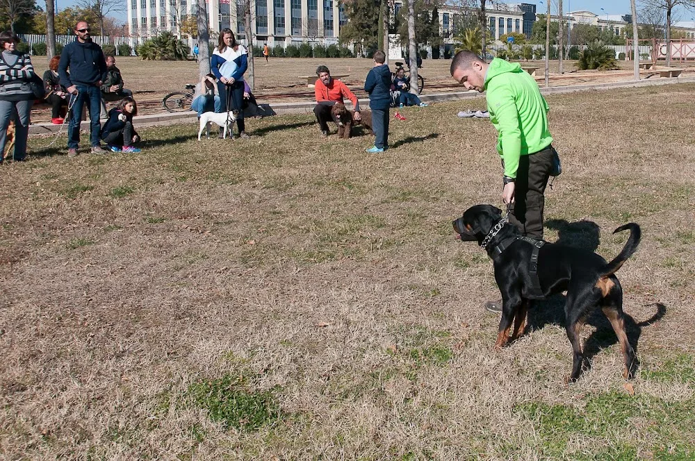 Adiestracaninos.es | Rehabilitación, Educación y Adiestramiento Canino en Sevilla - Seville pet otel görseli 3