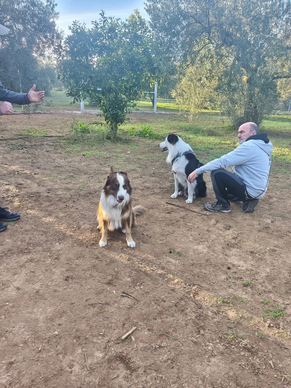 Armonía Canina - Seville pet otel görseli 3