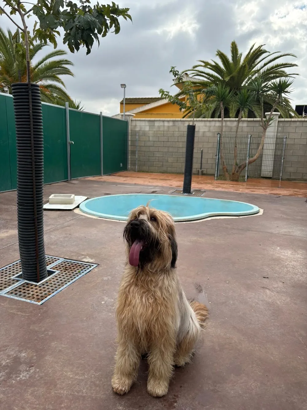Carucan | Centro pedagógico y hotel Canino - Seville pet otel görseli 3