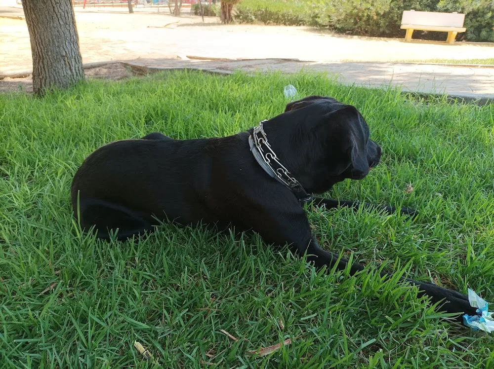 Centro Canino De Villa Vereda - Seville pet otel görseli 3