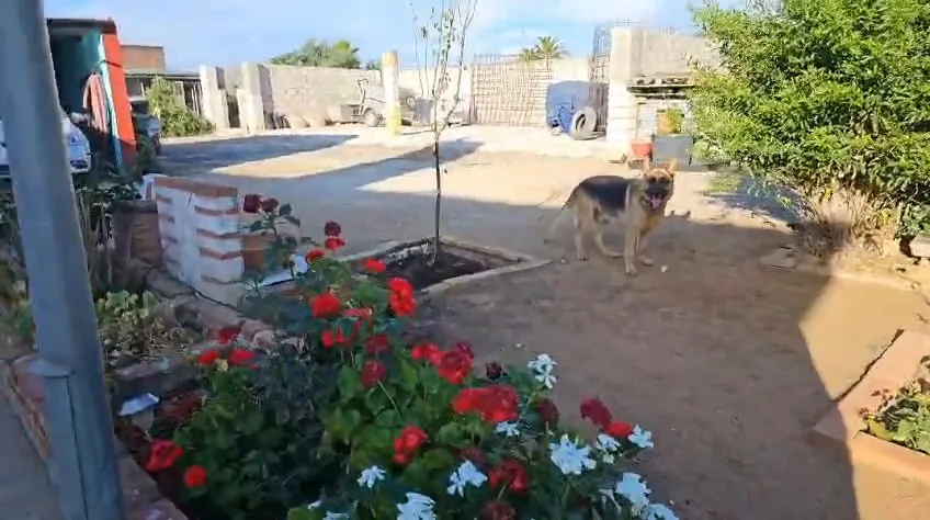 Deluna - Seville pet otel görseli 3
