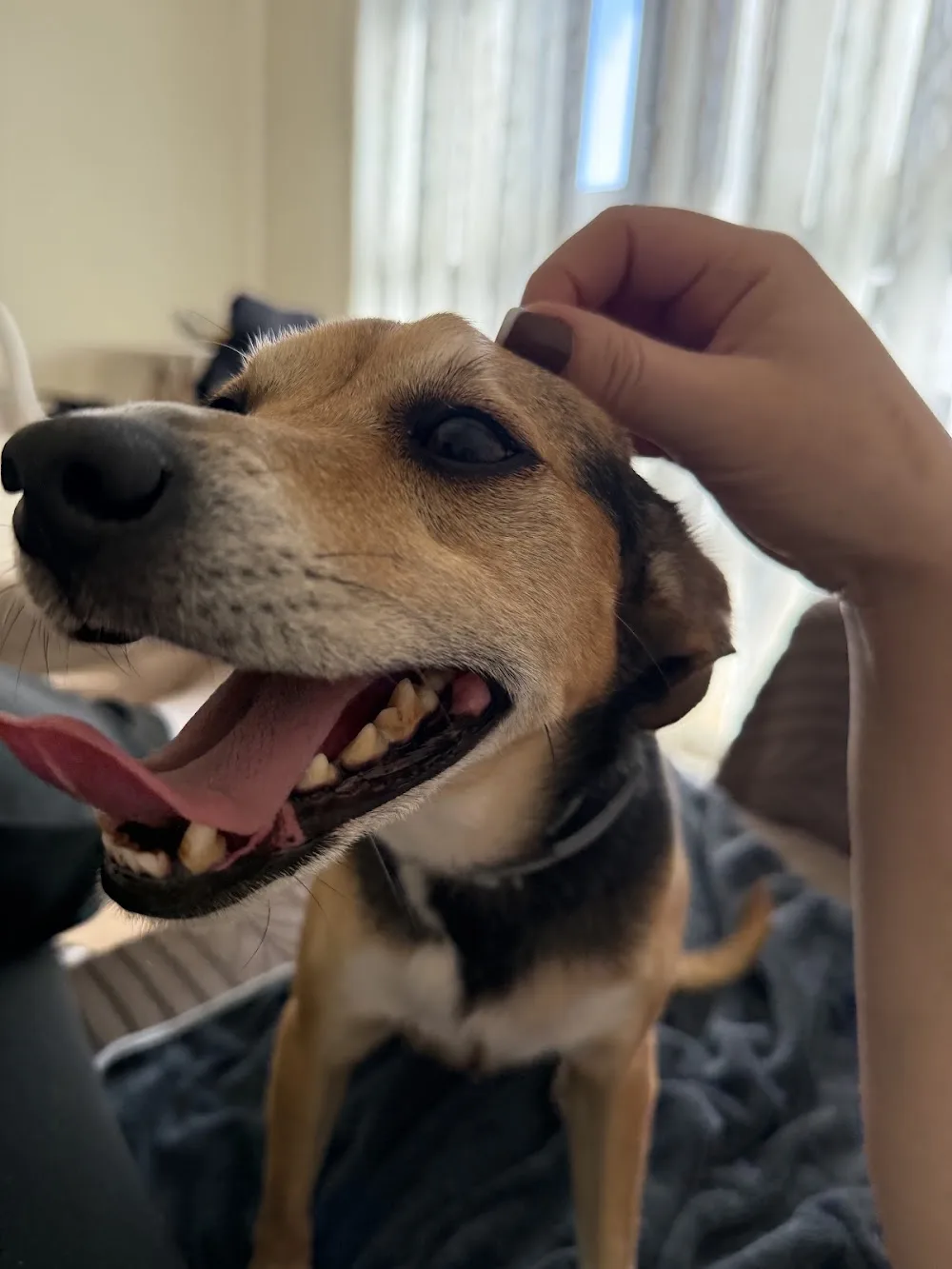 Guardería Canina Mica - Seville pet otel
