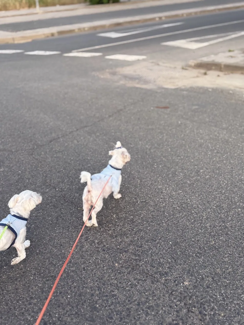 Guardería Canina Mica - Seville pet otel görseli 3