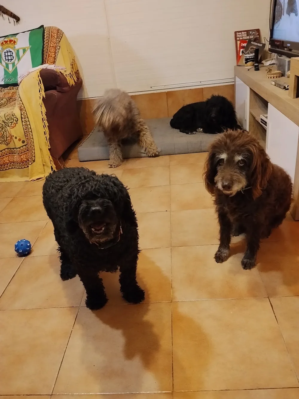 La Comuna Canina - Seville pet otel görseli 3