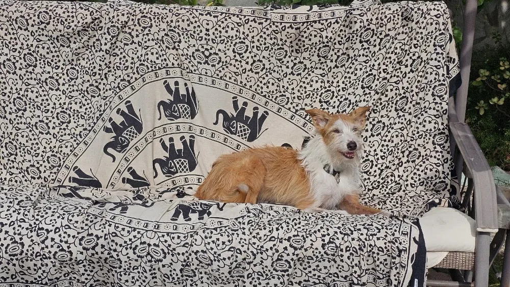 Lolita's house dog nursery - Seville pet otel