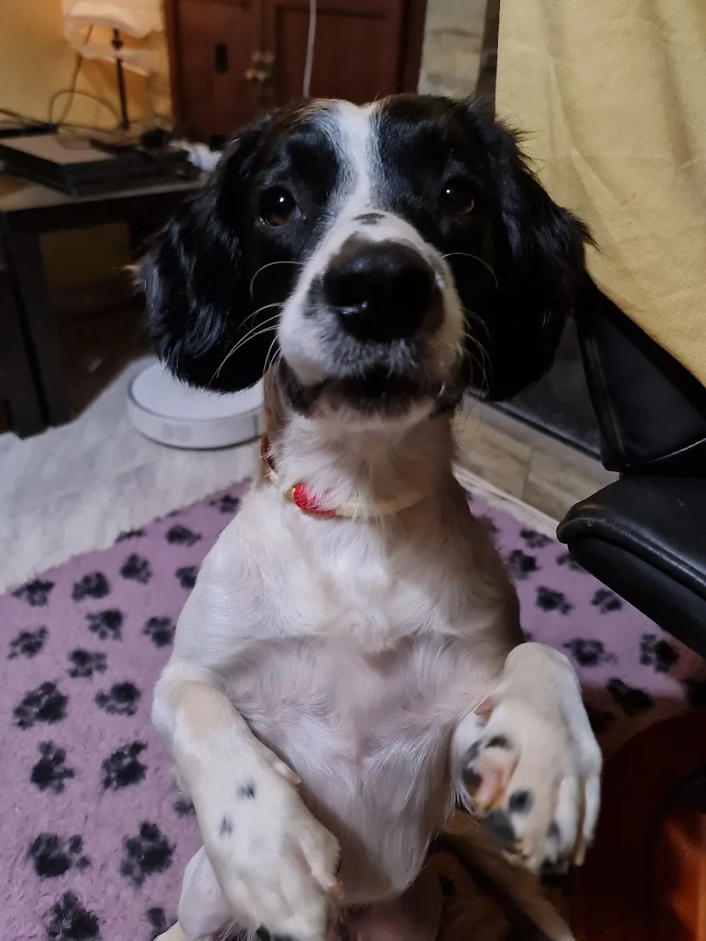 Peluqueria Canina El sevillano - Seville pet otel görseli 3