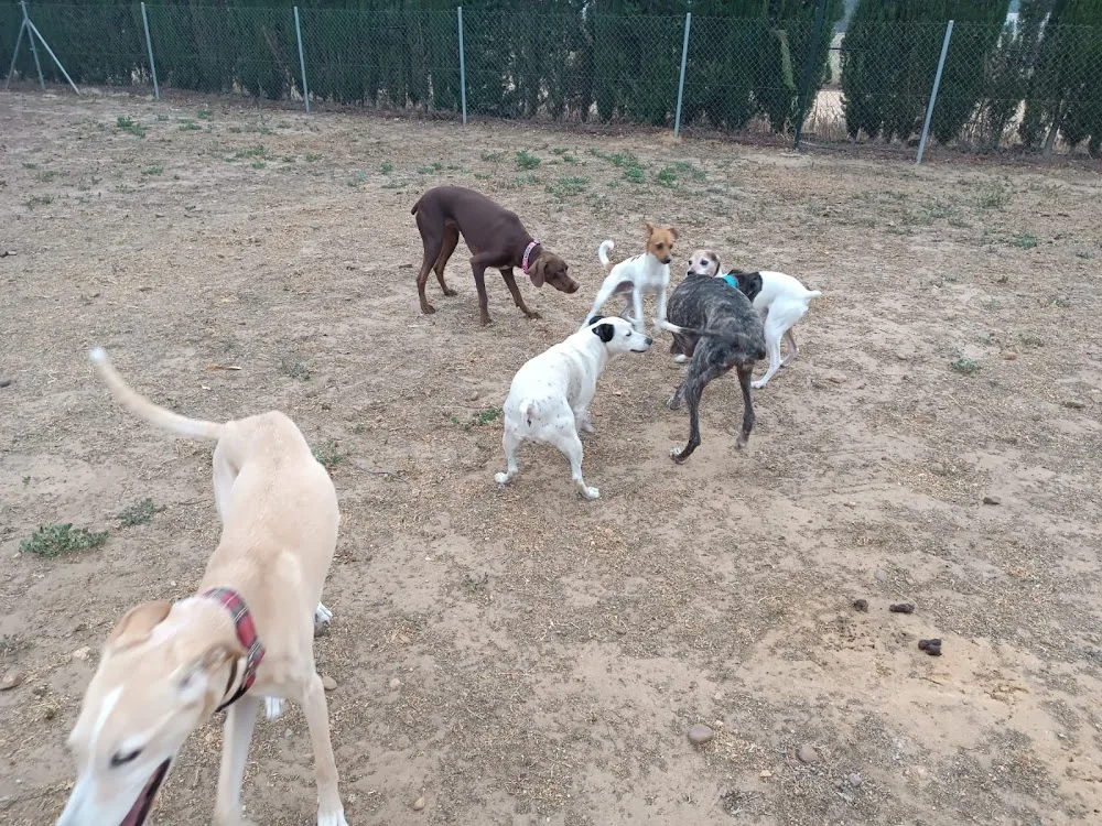 Residencia canina los alcores - Seville pet otel görseli 2