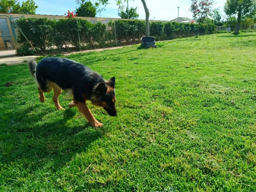 Residencia canina los alcores - Seville pet otel görseli 3