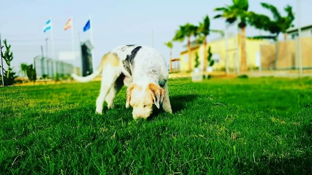 Residencia Canina Mascotas Nazarenas - Seville pet otel görseli 2