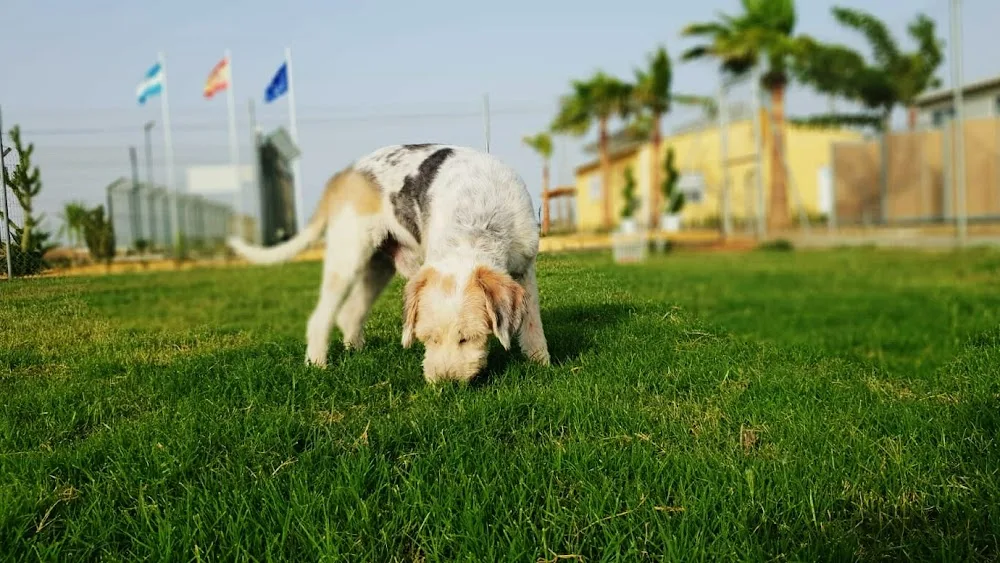 Residencia Canina Mascotas Nazarenas - Seville pet otel görseli 3